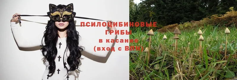 Галлюциногенные грибы Psilocybe  Арсеньев 